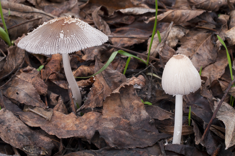 Coprinus domesticus